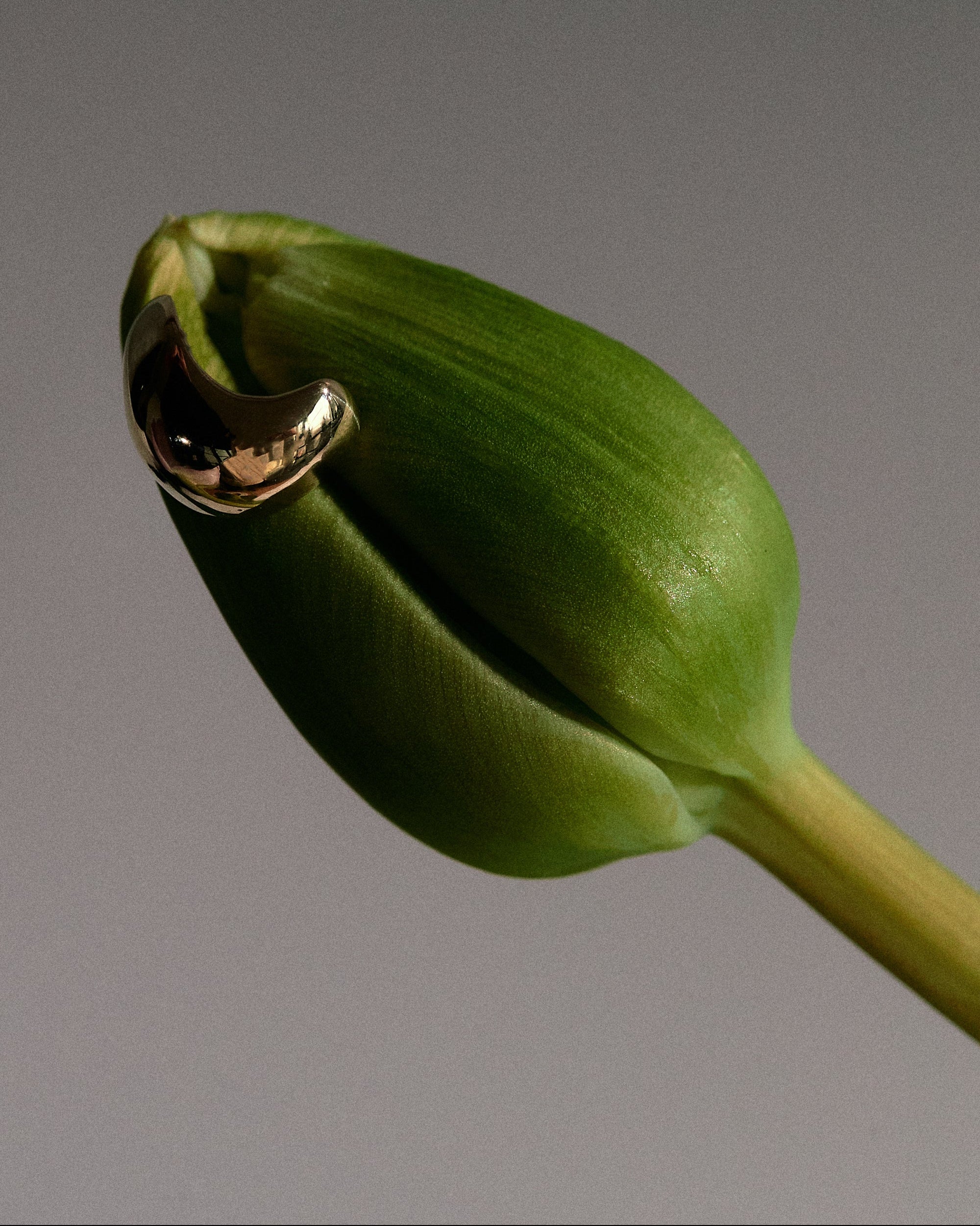Seed Coat Earrings